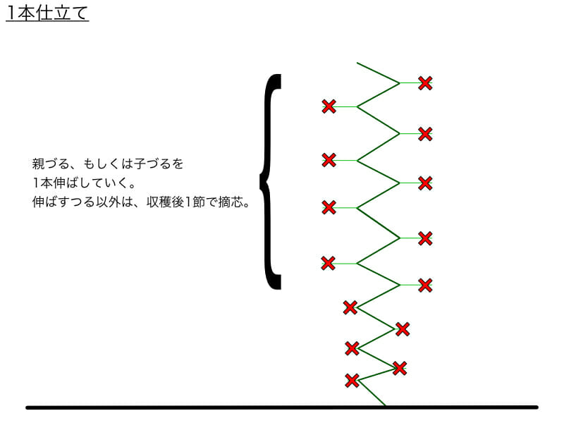 キュウリのつる下ろし栽培における1本仕立てのやり方の例を示した画像です。