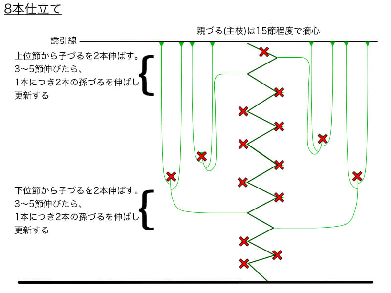 キュウリのつる下ろし栽培における8本仕立てのやり方の例を示した画像です。