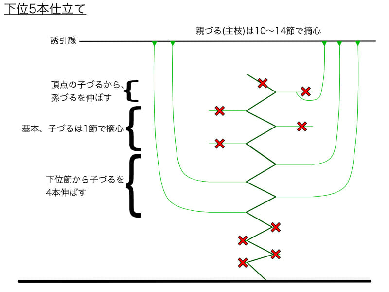 良品が収穫しやすくなる キュウリのつる下ろし栽培 つる下げ栽培 農家web