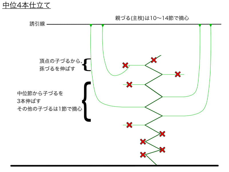 キュウリのつる下ろし栽培における中位4本仕立てのやり方の例を示した画像です。