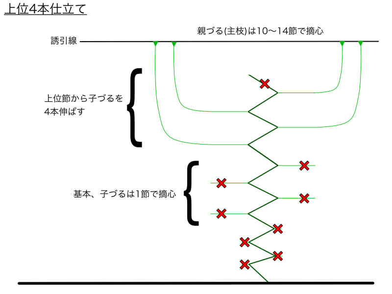 良品が収穫しやすくなる キュウリのつる下ろし栽培 つる下げ栽培 農家web