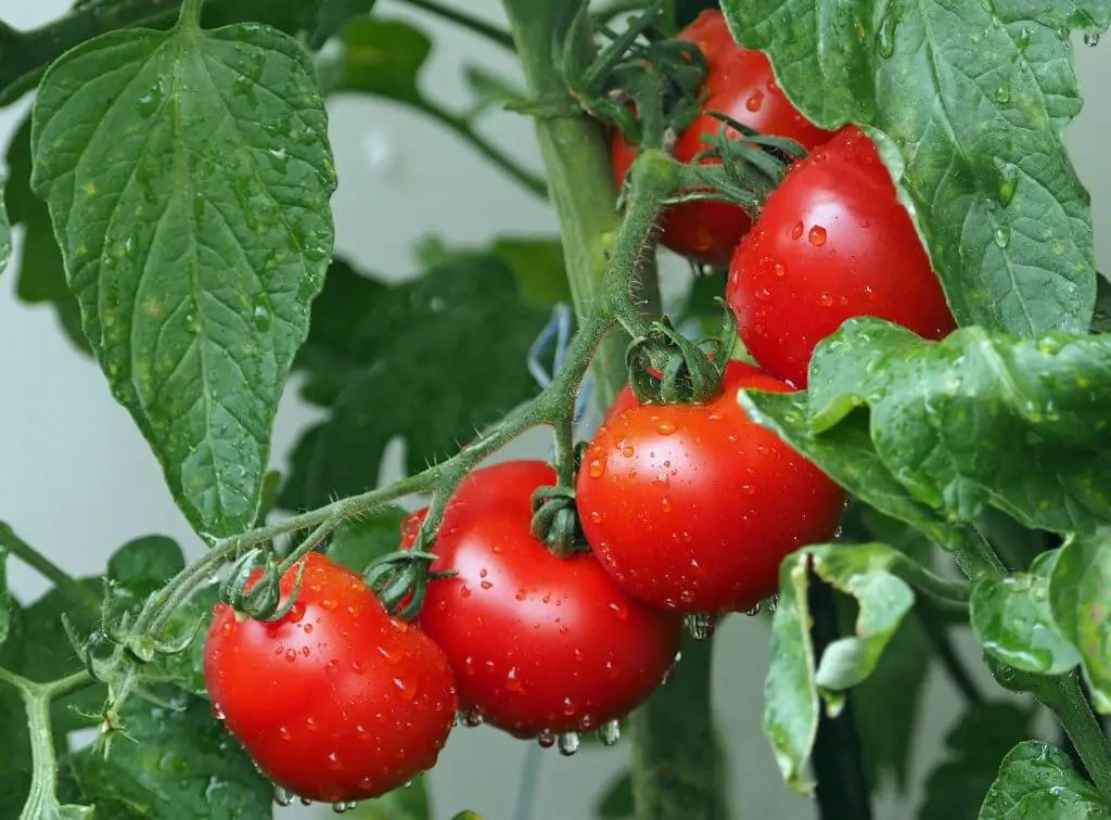 読めば流れがわかる トマトの栽培方法 農家web