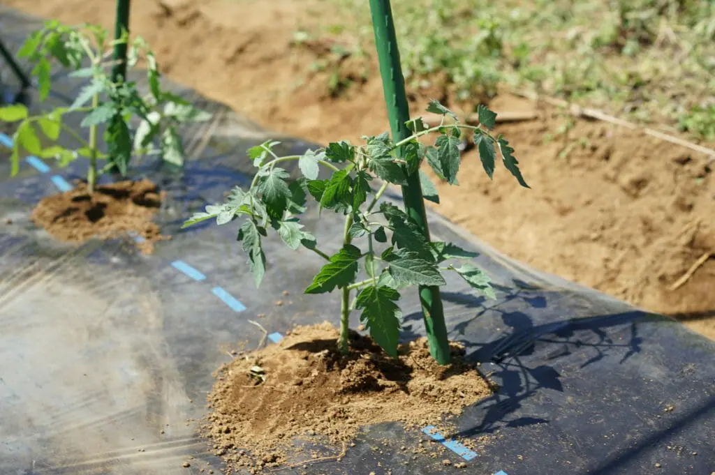これでわかる トマトの植え付け 定植 の方法 農家web