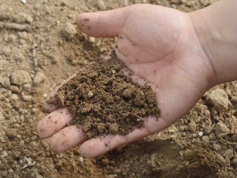 元肥には有機肥料が良いのか、化成肥料がいいのか。