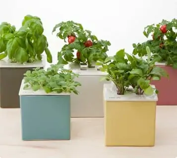 室内で簡単栽培！ 初心者の方におすすめの水耕栽培キット | 農家web