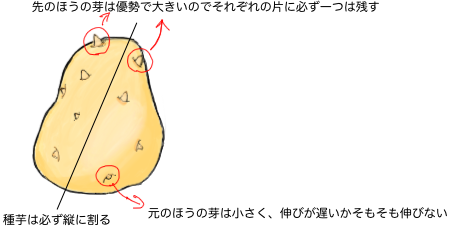 ジャガイモの種芋の解説画像