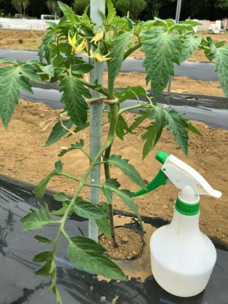 植物成長調整剤（トマトトーン）を希釈したスプレー