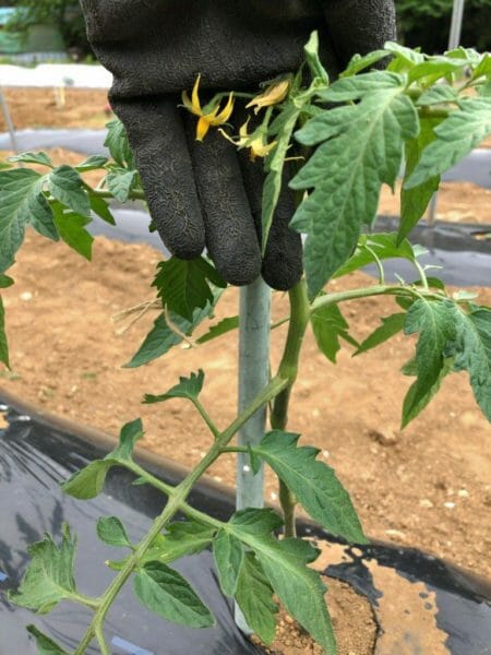 植物成長調整剤（トマトトーン）を噴射する様子