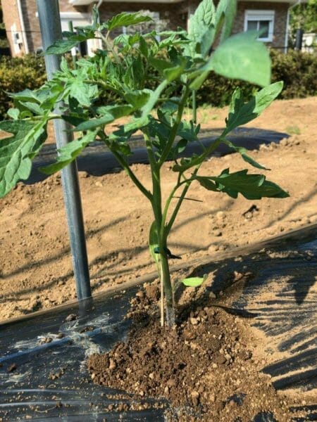 トマトの植え付け画像