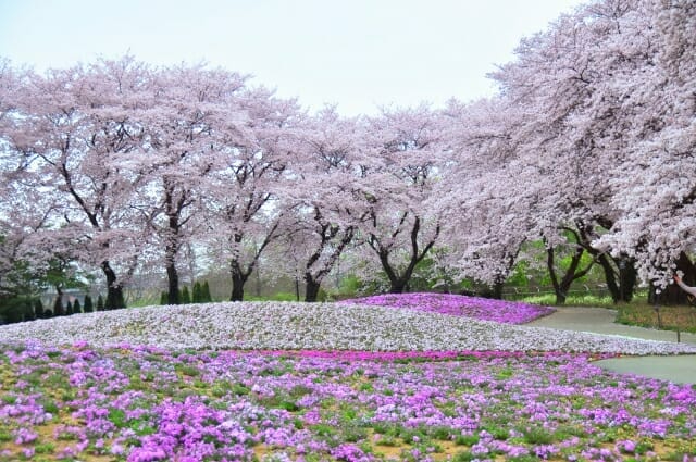 桜 桜の木 に肥料を与えたい やり方とおすすめの肥料 農家web