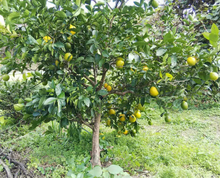 レモン レモンの木 に肥料を与えたい やり方とおすすめの肥料 農家web