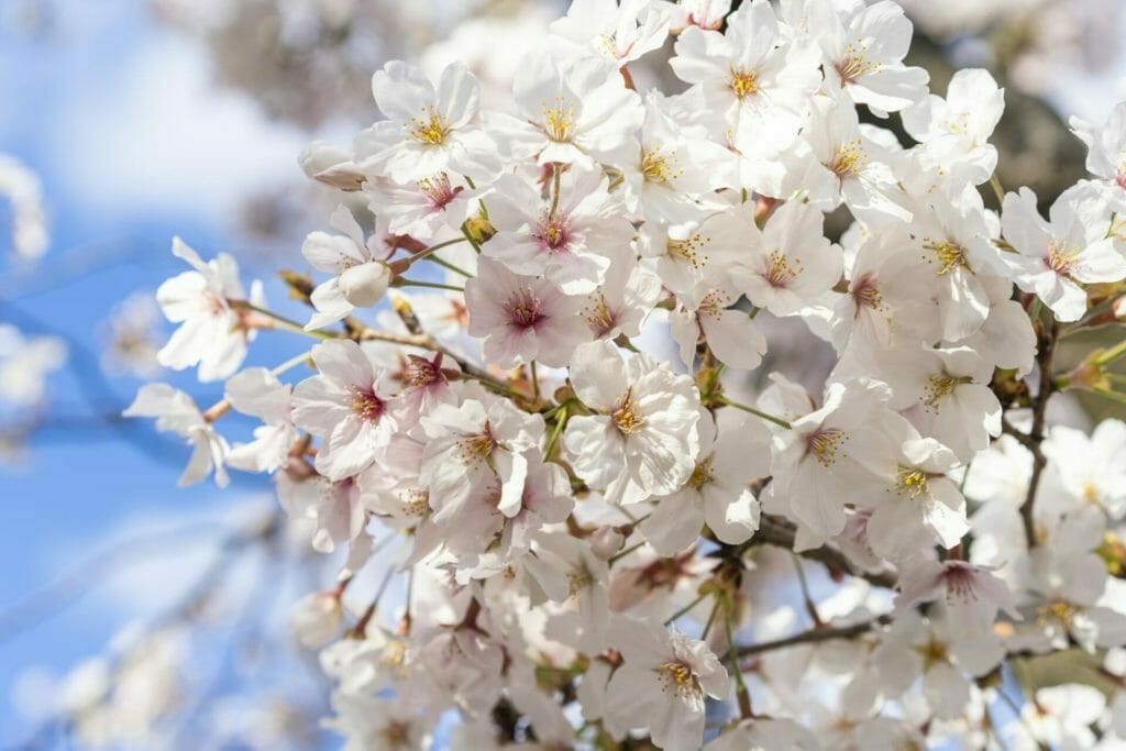 開花する桜の花