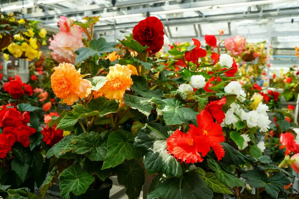 花を丈夫に育て きれいに咲かせるおすすめ肥料と与え方のポイント 農家web 花を丈夫に育て きれいに咲かせるおすすめ肥料と与え方のポイント 農家web