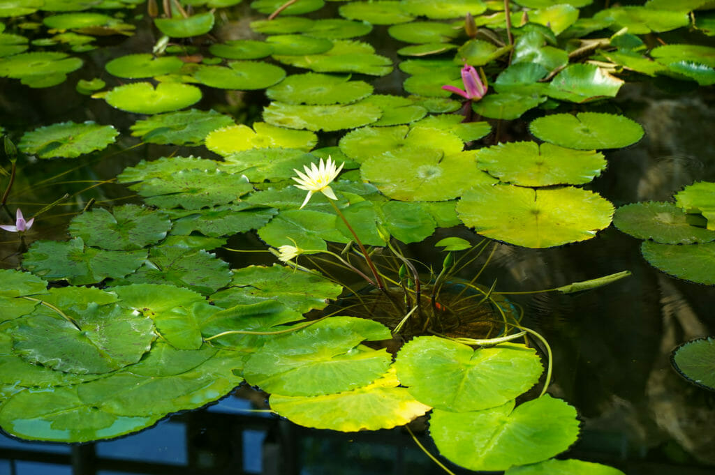 本格派ま！ 水生植物の土 スイレンの土 水草の土 18L 約14〜15kg