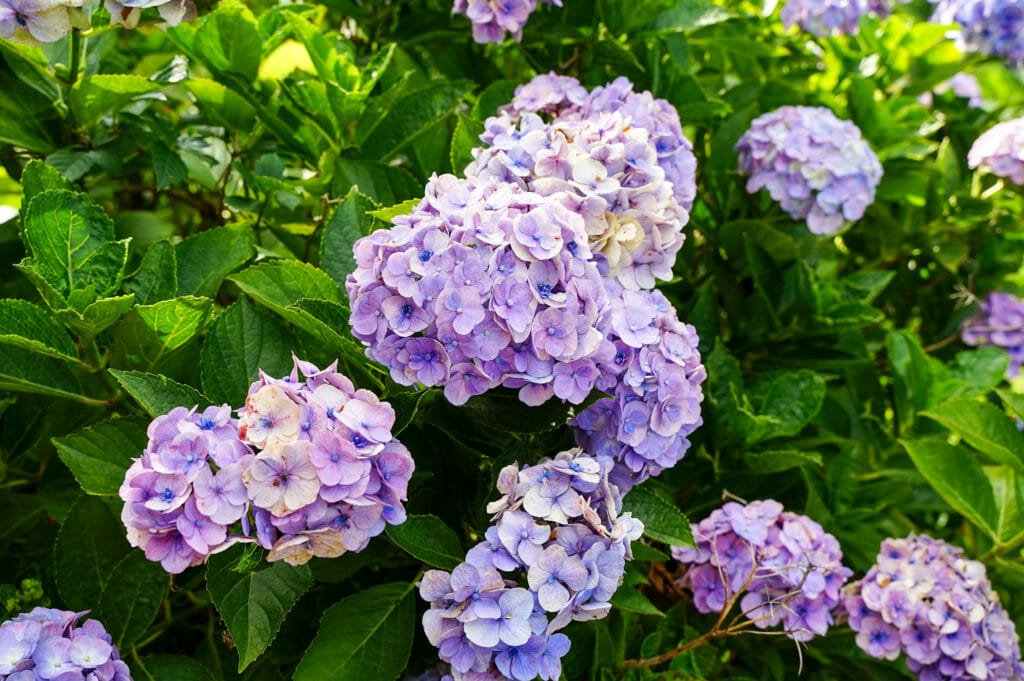 アジサイ 紫陽花 におすすめの肥料はどんな肥料 農家web