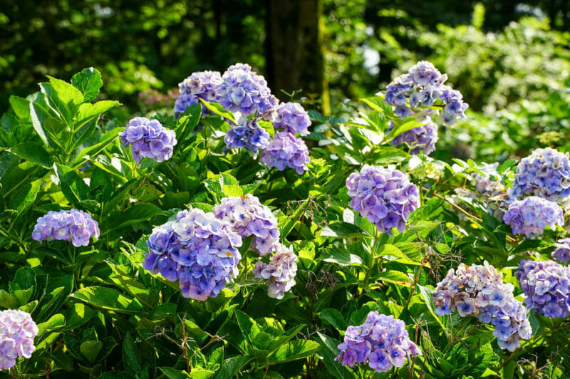 アジサイ 紫陽花 におすすめの肥料はどんな肥料 農家web