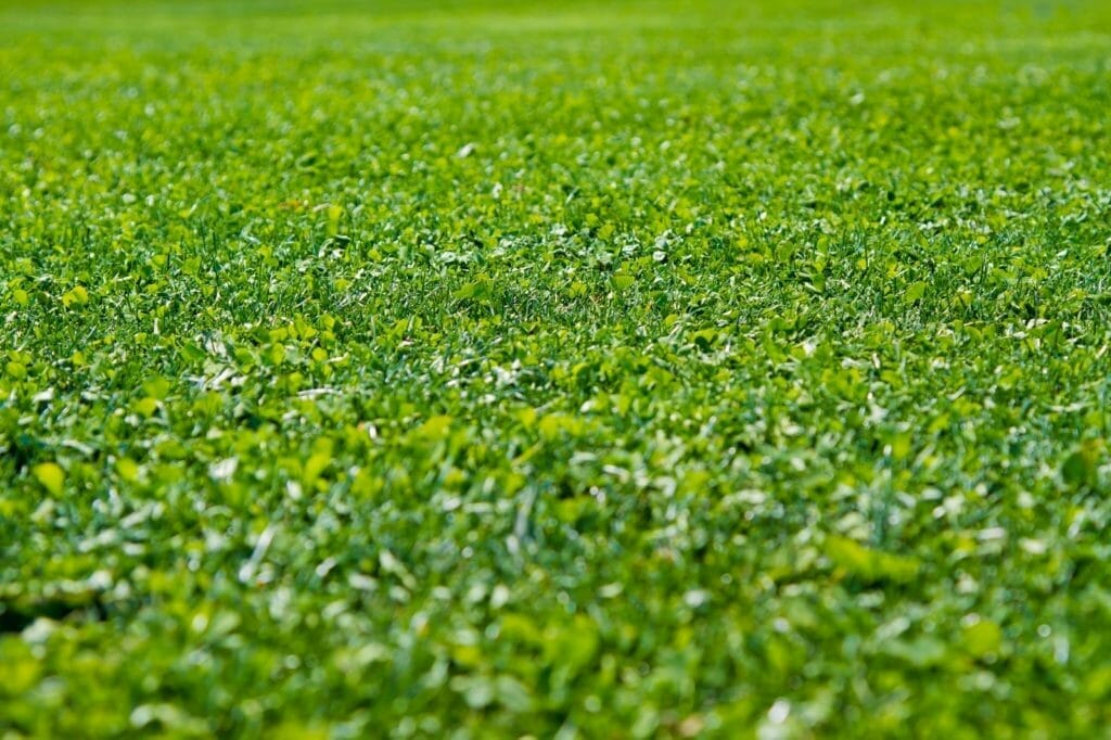 高麗芝に使える芝生用除草剤 農家web