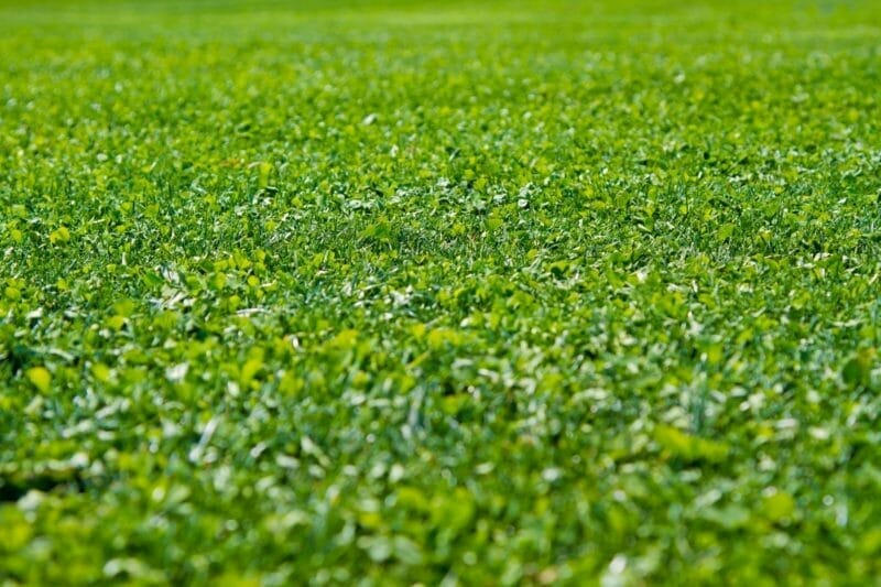 芝生用除草剤　種類や適用、おすすめ除草剤と効果的な使い方のまとめ