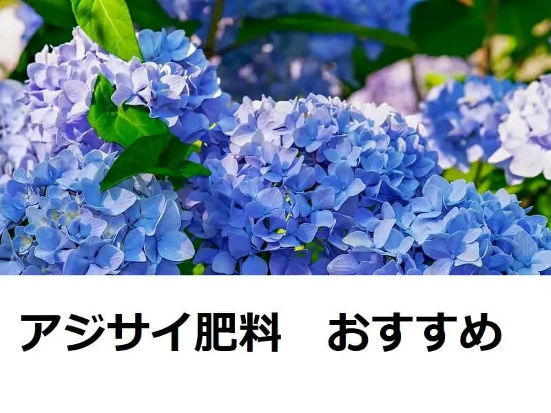 アジサイ 紫陽花 におすすめの肥料はどんな肥料 農家web