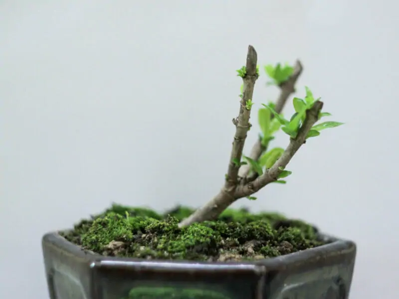 第一ネット ミニ盆栽の土 小粒3mm-S オリジナル配合 重さ:700g 内容量:09L 盆栽用土 bonsai 盆栽妙 