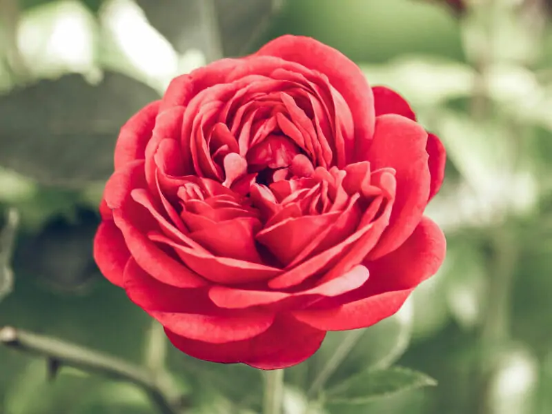 バラや花木によく効く肥料 花ごころとは 農家web バラや花木によく効く肥料 花ごころとは 農家web