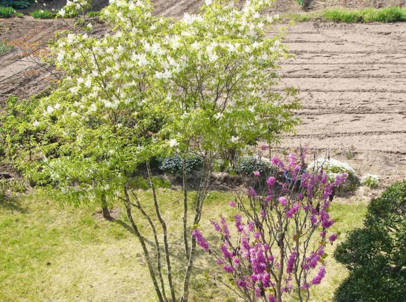 庭木 植木に肥料を与えたい やり方とおすすめの肥料 農家web 庭木 植木に肥料を与えたい やり方とおすすめの肥料 農家web