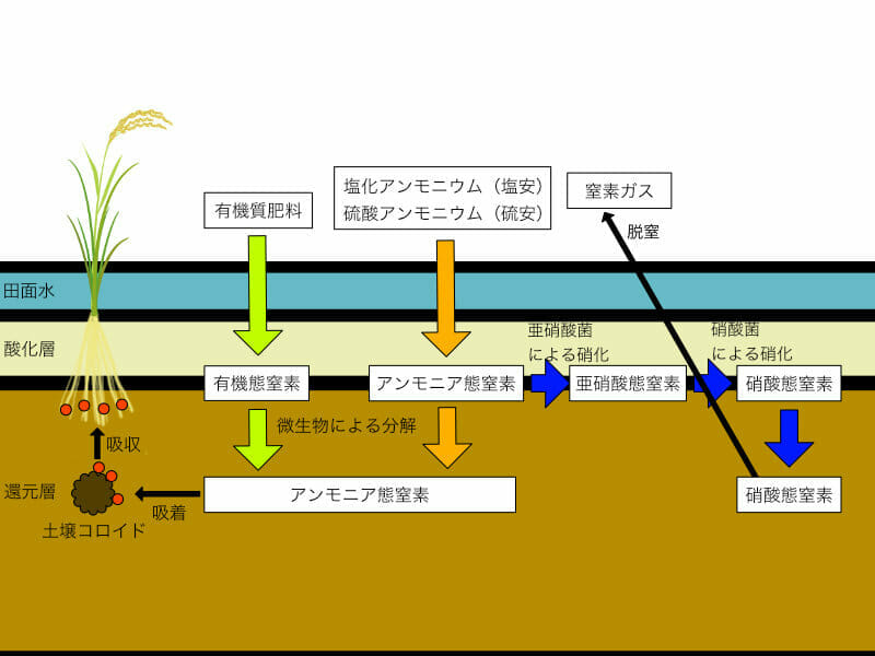 化学 肥料 人体 へ の 影響