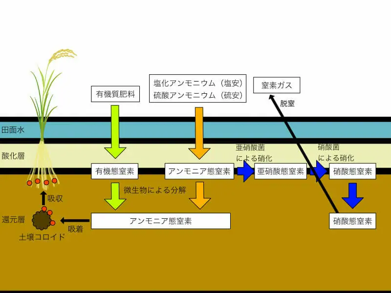 植物の生長に絶対に必要な要素 窒素質肥料の基本 農家web