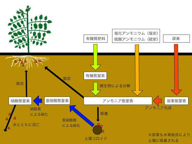 茎葉の成長を促す肥料 尿素肥料の特徴と使い方 硫安との違い 農家web