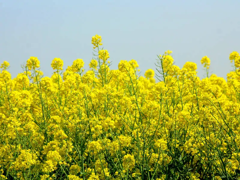 油かす肥料は植物性有機肥料の主役 成分や使い方をご紹介 農家web