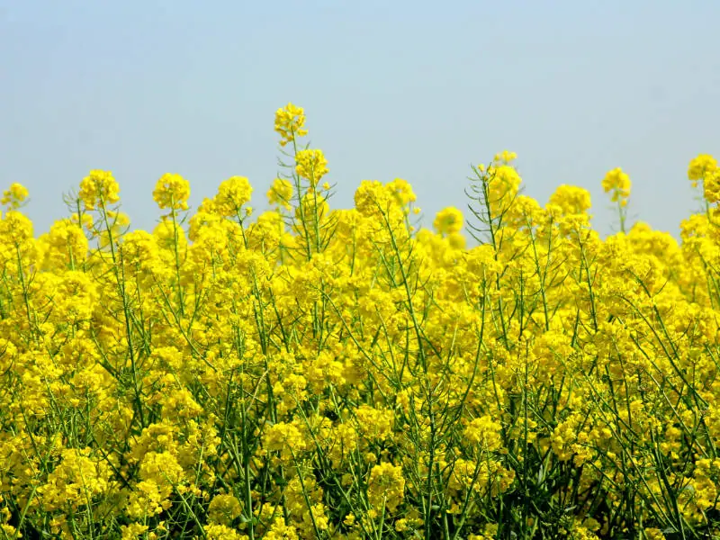 植木肥料に油かす 油かす肥料の基本と使い方 農家web