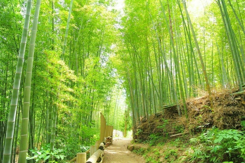 竹の写真