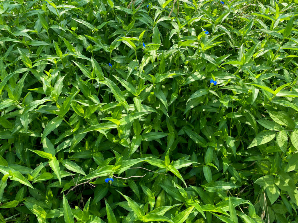 広葉雑草について 生態から除草 防除方法まで徹底解説 農家web