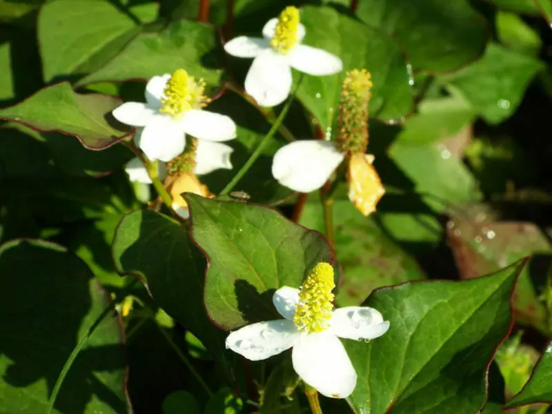 よく効くドクダミ療法 ドクダミ除草 除草剤の効果的な散布時期、使用方法、商品、除草方法の