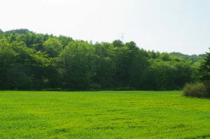 田んぼ(水田)の生育期の写真