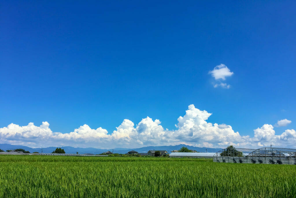 夏の田んぼ(水田)の写真