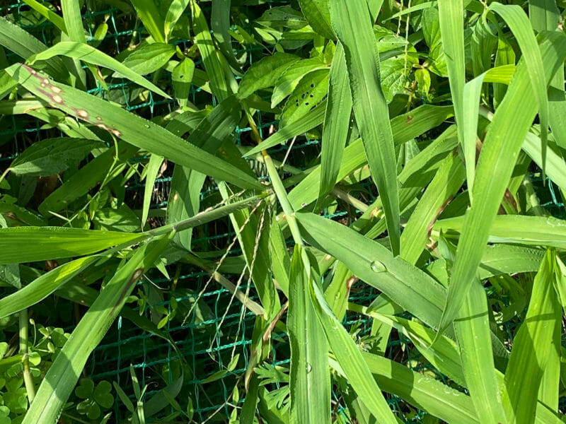 メヒシバの除草 防除方法とおすすめ除草剤 農家web