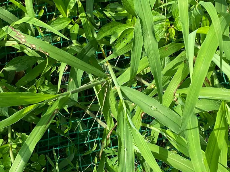 芝生に生える厄介な芝生雑草について 種類 生態から防除方法まで徹底解説 農家web