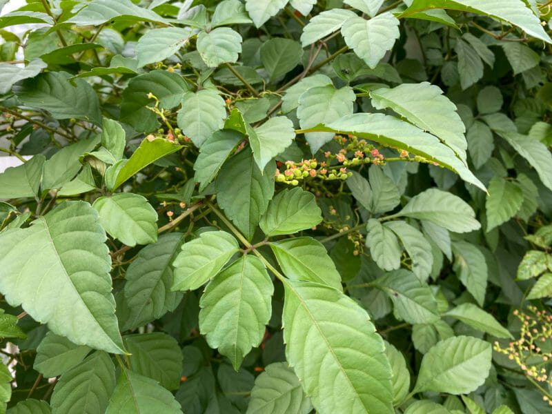 つる性雑草の中でも多年生の強雑草のヤブガラシ