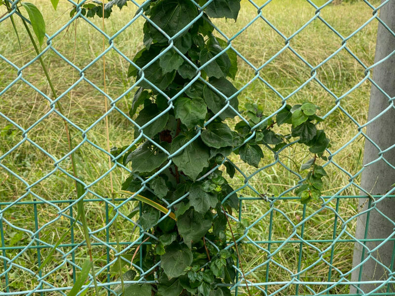 フェンスに絡まるつる性雑草 蔦(ツタ)