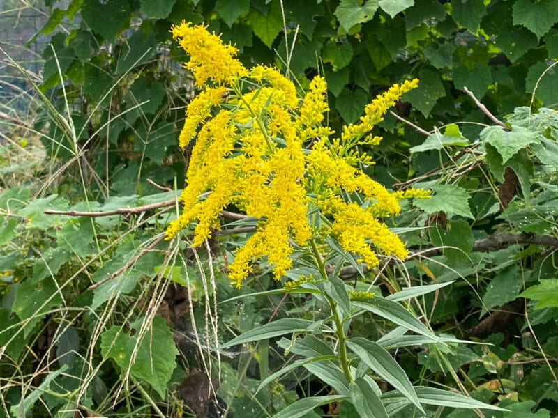 代表的な雑草、開花したセイダカアワダチソウ