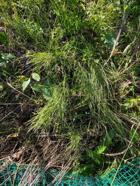 スギナの駆除 防除方法とおすすめ除草剤 農家web