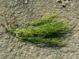 オオアレチノギクの除草 防除方法とおすすめ除草剤 農家web