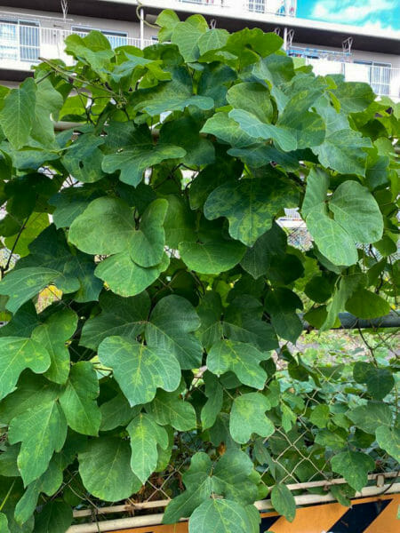 つる性の難雑草、葛(クズ)