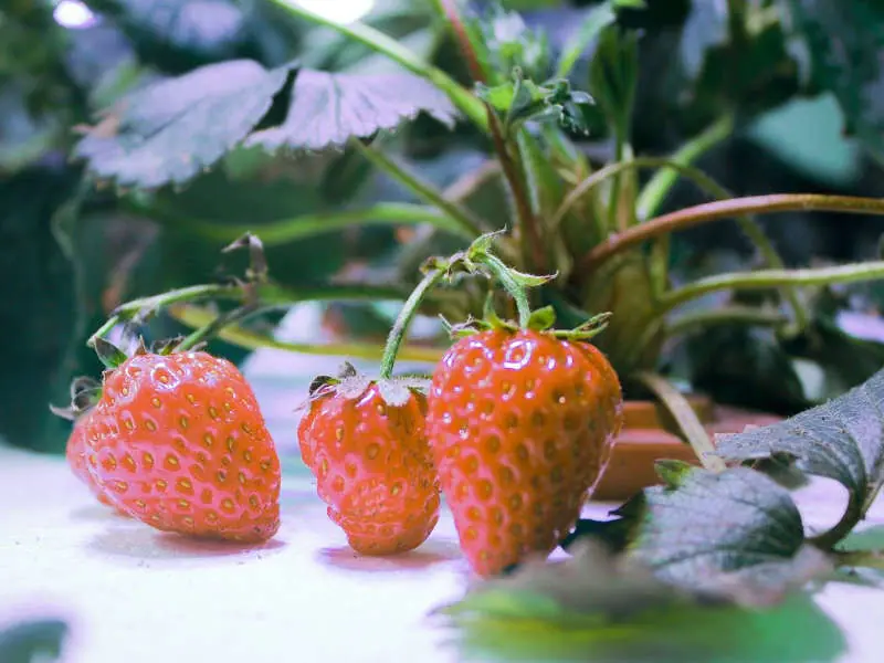 イチゴの水耕栽培とは 家庭でできるイチゴの水耕栽培のポイントを解説 農家web