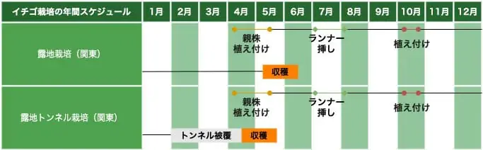 読めば流れがわかる イチゴの基礎知識とイチゴの栽培方法の基本 農家web