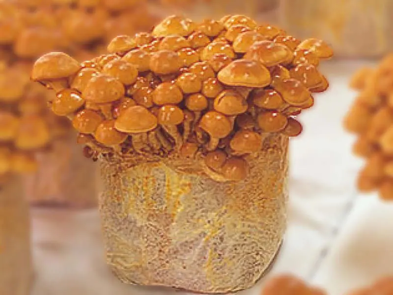 なめこを栽培したい なめこの基礎知識と菌床栽培の基本 農家web