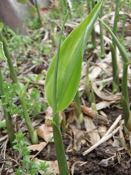 日本古来の野菜を育てる ミョウガ 茗荷 の基礎知識と栽培方法の基本 農家web