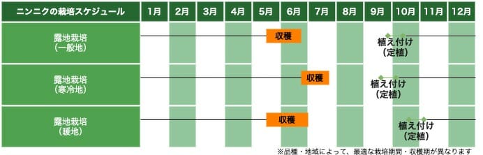 ニンニクの栽培スケジュール