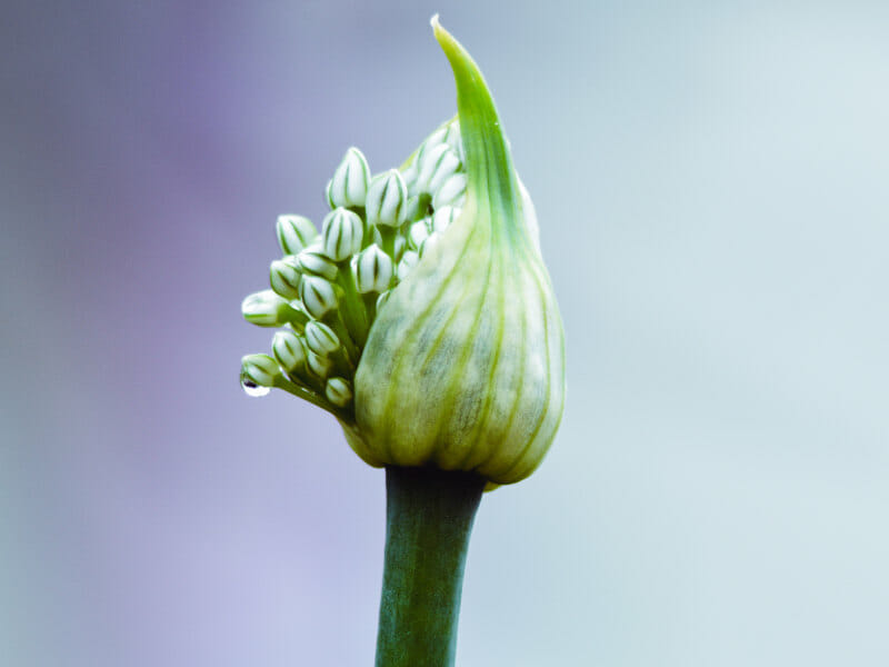 トウ立ちしたニンニクの芽